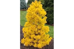 SVI 50pcs / bag japonesa raras semillas amarillas del árbol de pino de Bonsai Pinus Thunbergii Semillas Jardín de Invierno de Navidad de Kawaii Plantas rojas de envío gratuito