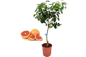 VIPARPLANT Pack Limonero - Naranjo - Pomelo - Mandarino Planta Natural - (Altura 110 Cm) Maceta 22 cm (Pomelo)