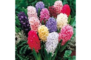 GARTHWAITE NURSERIES® : - 10 Garden Bedding Hyacinth Bulbs Mixed Colours Outdoor Fragrant Perennial