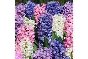 BOTANICAL BLISS 3 Hyacinth Bedding Mixed Bulbs - Vibrant Colours for Your Spring Garden - Perennial Favourites, Suitable for Large Group Plantings - Cultivated for UK Climate