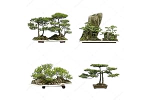 SVI 10PCS sacré Cèdre du Japon Graines Bonsaï Graines d'intérieur plantes jardin Décoration Miniascape Graines