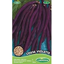 Graines Haricots à Rames Mangetout Cosse Violette Germisem 100g - Longues Gousses Violettes Tendres
