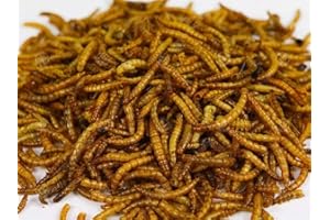 Chubby Mealworms Bulk Bag Premium (12.55 Kg), Dried Mealworms For Wild Birds, Protein Rich Dried Meal Worms High Energy Dried Mealworms For Garden Birds, Reptiles, Gecko