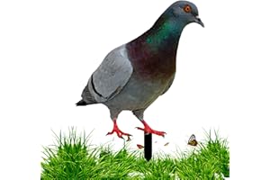 Hperu Statue di Piccione, Ornamenti da Giardino Decorazioni per Cortile Acrilico di Piccione Tipo Un Metallo pollame palco Resistente alla rumo