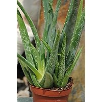 Echte Aloe Vera,medizinisch,ca.45cm, sehr große Pflanzen (1)