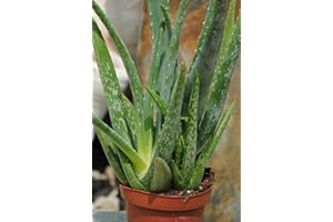 Kunert-Keramik Real Aloe Vera, Medicinal, Approx. 45 cm, Very Large Plants (1)