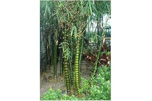 EXOTIC PLANTS Bambusa ventricosa - bambou ventre de Bouddha - 10 graines