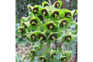 GARDENERSDREAM Euphorbia Black Pearl Spurge Hardy Outdoor Evergreen Flowering Perennial Garden Plants in Plant Pot (3 Litre Pot, 30-40cm)