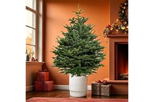 Carbeth Plants Nordmann Fir Pot Grown Christmas Tree - Real Living Evergreen Potted Festive Tree - Fresh Premium Reusable Xmas Indoor Outdoor Plant in Pot (3ft (90cms))