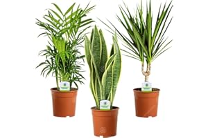 GardenersDream 3X Indoor Plant Mix - Sansevieria Laurentii, Chamaedorea Elegans, and Dracaena Marginata House Plants - Live Indoor Potted Plants - Gifts for Plant Lovers (30-40cm incl. 9cm Pot)