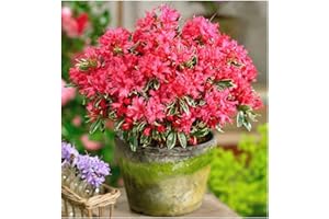GrowOn Shrubs Dwarf Japanese Azalea Japonica 'Silver Sword' | Evergreen Shrub | Outdoor Garden Ready Plant | Spring Flowering | Reddish-Pink Flowers