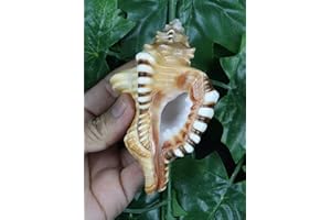 ASHIRWAD Ganesh Shankh, conque pour rituel Puja, tout bien-être, santé et succès dans la vie (Ganesh Shankh) - 12,7 cm