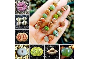 FASH LADY Portal Cool 100Pcs: 50 / 100Pcs Semillas de Lithops raras mezcladas Piedras vivas Semillas de plantas de cactus suculentas