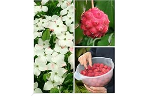 BALDUR Garten Japanischer Blumen-Hartriegel, 1 Pflanze, reife Früchte essbar, Cornus kousa winterhart, blühend, Cornus kousa, essbare Früchte; Steinfrüchte, Asiatischer Hartriegel