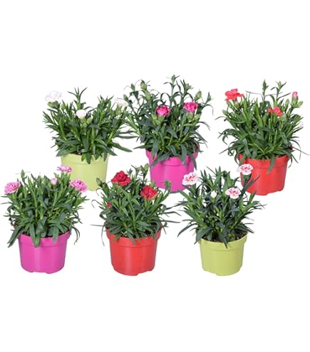 Japanische Scheinmyrte, wei, Topf- 11 cm, 6 Pflanzen : Amazon.de: Garten