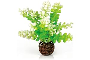 biOrb 46090 Caulerpa de acuario, verde | Accesorios de acuario | Decoración de acuarios | Plantas de acuario | Flores