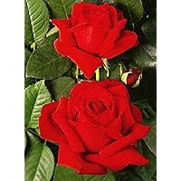 'Konrad Adenauer' -R-, Duft-Edelrose (Teehybride) im 4 Liter Container