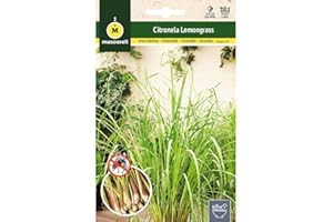 M MASCARELL SEMILLAS DESDE 1920 Mascarell Semillas, Citronela (Lemongrass), Semillas para Huerto, Jardín o Macetas, Planta Repelente Natural de Insectos, Planta Protectora de Plagas, Sobre 0,1 Gramos