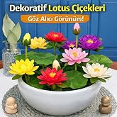 Lotus &Ccedil;i&ccedil;eği Tohumu 5 Adet &ndash; Nil&uuml;fer &Ccedil;i&ccedil;eği Tohumu Nadir Kutsal Lotus