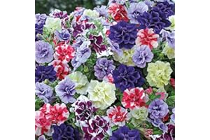 Petunia Plug Plants, Trailing Summer Flowering Bedding Plants, Double Flowers Mix, Gardens & Patios, Hanging Baskets, Petunia Tumbelina Frills & Spills Plug Plants by Thompson & Morgan (5)