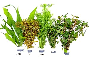 WaterPlants Aquariumpflanzen Set 5 Bunde Mix, Wasserpflanze, Wasserpflanzen, Dicke Bunde