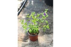 MONDOPIANTE Pianta Solanum Vaso 18cm