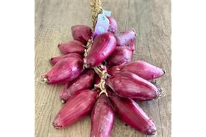 Cipolla Rossa di Tropea Calabria IGP in Treccia da 1,5 kg circa - Dolce e Perfetta anche da Cruda - Prodotto Artigianale e Naturale - Val D'Esaro