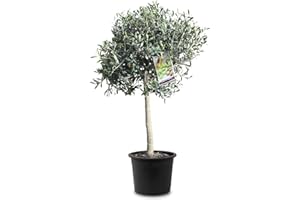 Tropictrees Olivier Naturel, Véritable Olivier Arbre avec un Tronc de 100 cm de Hauteur, 6-8 cm de Circonférence, Plante Exterieur Jardin et Arbre Fruitier pour la Décoration