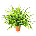 AIRY Schwertfarn Zimmerpflanze, Nephrolepis exaltata . Verbessert Raumklima und Luftqualität. Passend zum AIRY Luftreiniger.