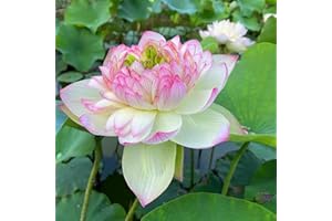 KVHSVB Bulbos de nenúfar, plantas en macetas, plantas de balcón, fragancia violeta, floración todo el año, purificación del agua-30bulbos-D