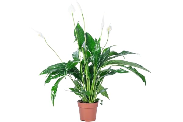 Fleur de lune 3 à 5 fleurs/bourgeons - plante d'intérieur facile d'entretien, Spathiphyllum - hauteur env. 50 cm, pot-Ø 13 cm