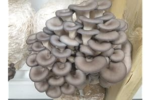 Blue Oyster Mushroom Spawn/Seed, 60g Heat Sealed Bag (Pleurotus ostreatus) Foragers Table