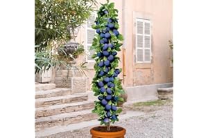 EUROPA GREEN Arbre fruitier Colonnaire Prunier - 80/100 cm de hauteur - Pour pots et pleine terre - Idéal pour Balcon, terrasse, Petit Jardin
