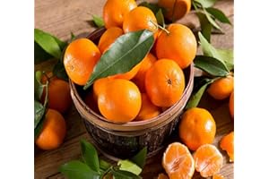 P.EMME Kg.9 di CLEMENTINE di Corigliano-Rossano Calabria - Agrumi Mandarini Mandarancio