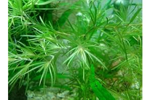 PROXIMUS N1 Guppy Grass Aquarium Live Plant Najas Guadalupensis
