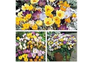 HUMPHREYS GARDEN Crocus Species Mixed x 15 Flower Bulbs Size 5/7 Bright Spring Flowers Flowering from February. Easy to Grow