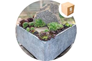 Specialist Aggregates ® - Ultralite - Lightweight Horticultural Grit - 2.5L, Cacti, Alpines, Lavender, Terrariums, Bottle Gardens, Vivariums