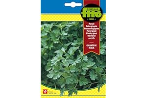 Semillas Fitó 3777 - Perejil Gigante Italiano