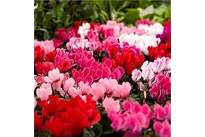Carbeth Plants 6 x Cyclamen Plants in 9cm Pots - Potted Compact Mixed Ready to Plant Perennial for Instant Colour - Autumn & Winter Outdoor Garden Flowering Shrubs for Borders, Pots & Rockeries