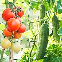 50 clip per piante verdi, riutilizzabili, per piante rampicanti, pomodori, verdure e frutta, piccole mollette da giardino per il supporto delle piante (set 2