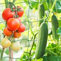 100 Fermagli Per Piante VEGCOO – Clip Riutilizzabili Per Pomodori E Rampicanti, Misura 2x2,6 Cm, Plastica Verde, Facili Da Usare