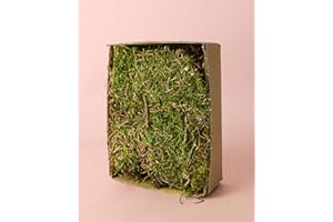 Musgo Natural Vivo y Húmedo para Terrarios | Pur Plant