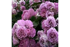 Saterkali Semillas de rosas trepadoras, 100 piezas/bolsa Semillas de rosas trepadoras Cultivos de colores brillantes de crecimiento rápido Semillas de plantas de jardín para patio Violeta Semilla