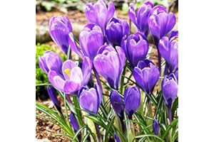 COOTO 10x Croco Bulbi Fiori primaverili Bulbi Crocus Pianta fiorita Bulbi di Zafferano Bulbi Fiori Crocus Remembrance