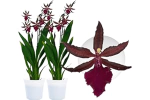 ‎DUTCH BULBS EXCLUSIVE PLANTS FROM HOLLAND Echte Colmonara Speedy Orchideen. 2 große Zimmerpflanzen aus Holland. 30-40 cm hoch mit Blüten und leicht duftend.(keine künstliche Orchidee, ohne Dünger und Topf, kein Samen und nicht winterhart)