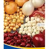 Kiepenkerl 611146 Steckzwiebel Trio Mischung (85 Stück) (Steckzwiebeln)