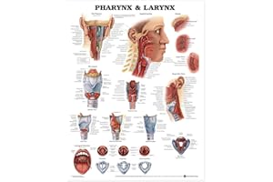 ANATOMY STUFF Anatomical Chart Pharynx and Larynx