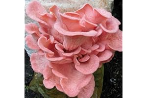 Benoon Semillas De Hongos Ostra 100 Piezas De Semillas De Hortalizas Deliciosas Rosadas Productivas Sin OMG Para La Granja Semilla