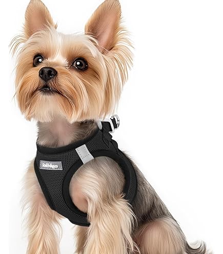 Curli Classic Vest Harness Air Mesh with D-Ring Buckle Mandarin L : Buy Online at Best Price in KSA - Souq is now