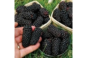 ZHOUBAA Semi di gelso per piantare, 250 pezzi/sacco semi di gelso deliziosi facile sopravvivere a rapida crescita naturale semi di gelso per frutteto - semi di gelso